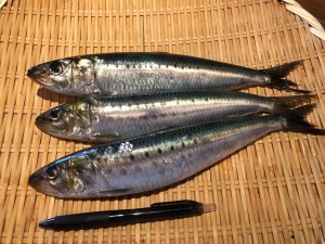 image1_2.jpeg