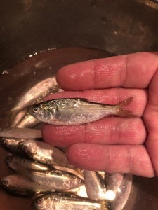 image1.jpeg