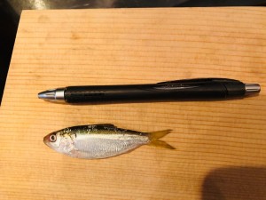 image1.jpeg