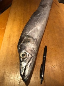 image1_2.jpeg