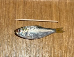 image1_2.jpeg